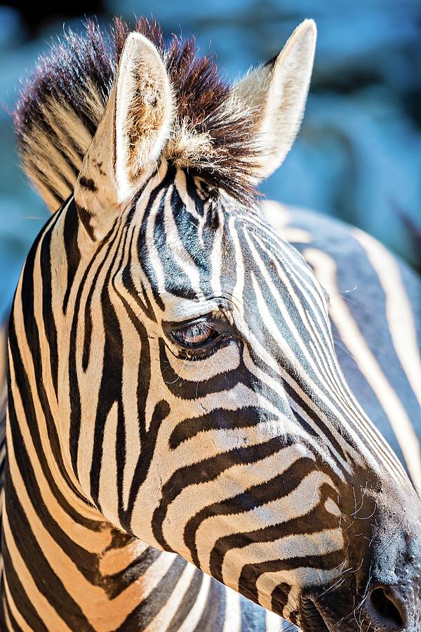 Close-up Portrait Of A Zebra Animal At Zoo #2 Photograph by Alex Grichenko