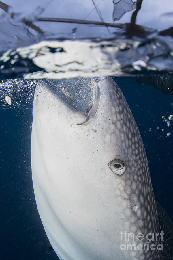 Close-up View Of A Whale Shark Photograph