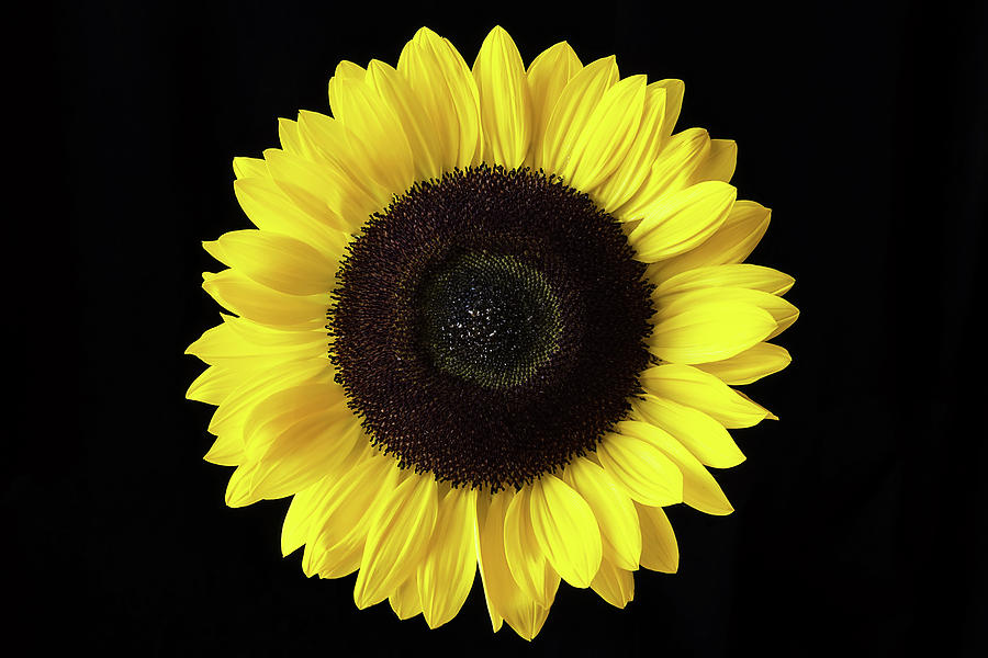 Closeup of a Yellow Sunflower Isolated on a Black Background Photograph by  Victority - Fine Art America