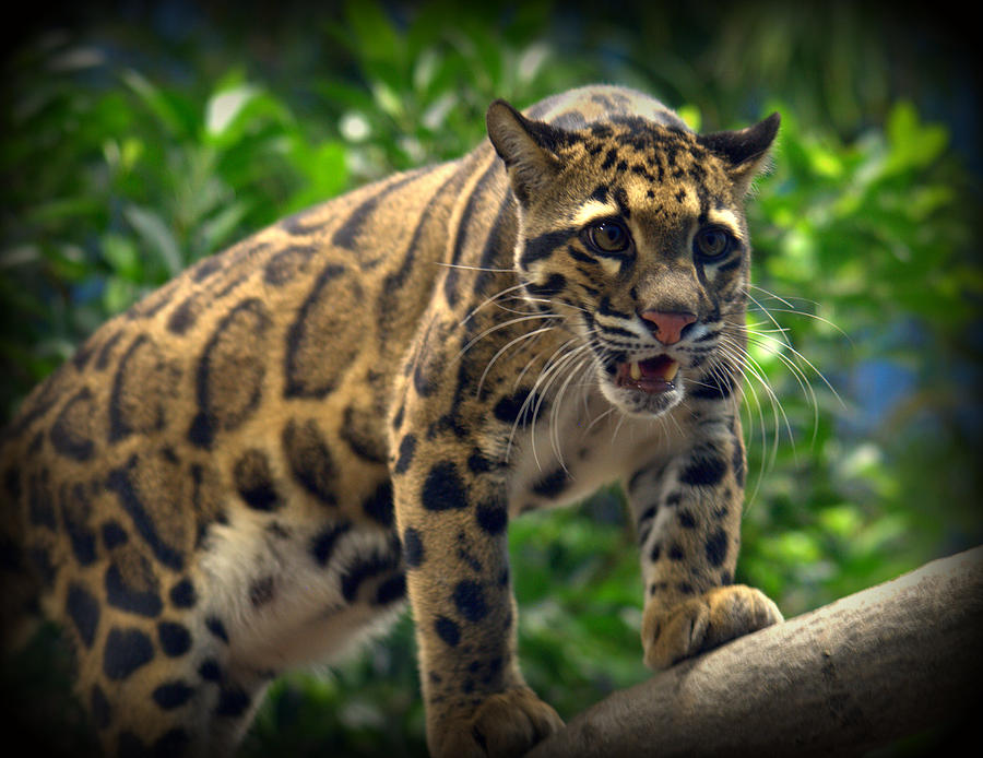 Clouded Leopard Neofelis nebulosa #2 Photograph by Nathan Abbott
