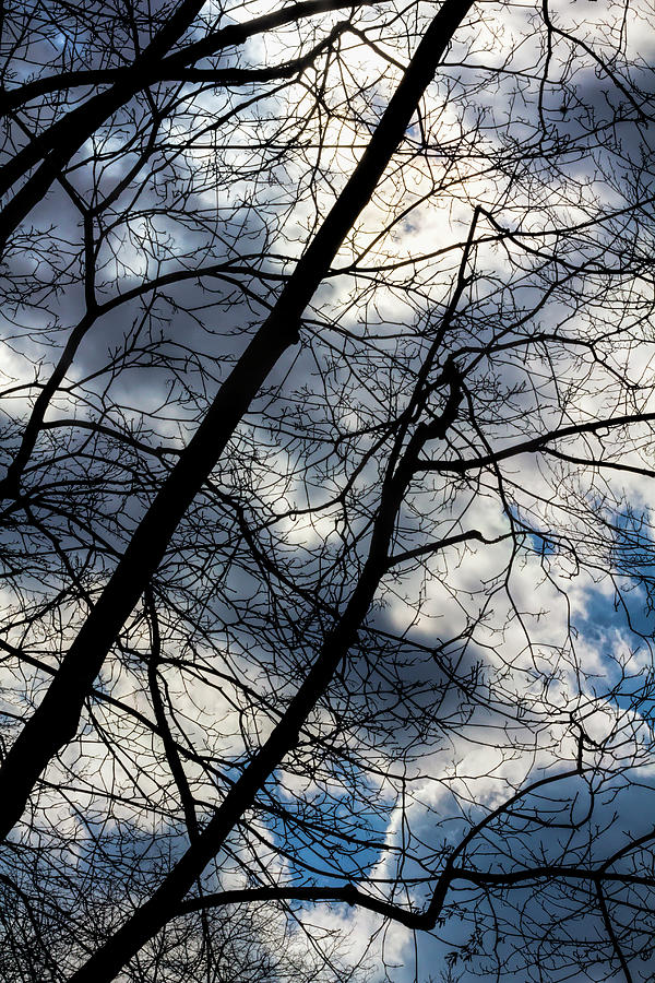 Clouds Trees and Sky #2 Photograph by Robert Ullmann