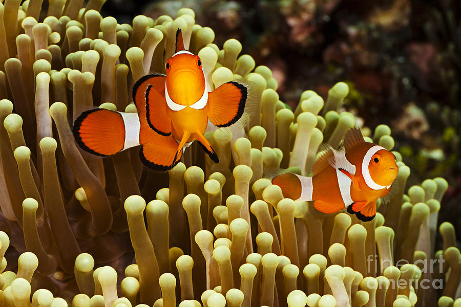 Anemone Photograph - Clown Anemonefish by Dave Fleetham - Printscapes Anemone Photograph - Clown Anemonefish by Dave Fleetham - Printscapes