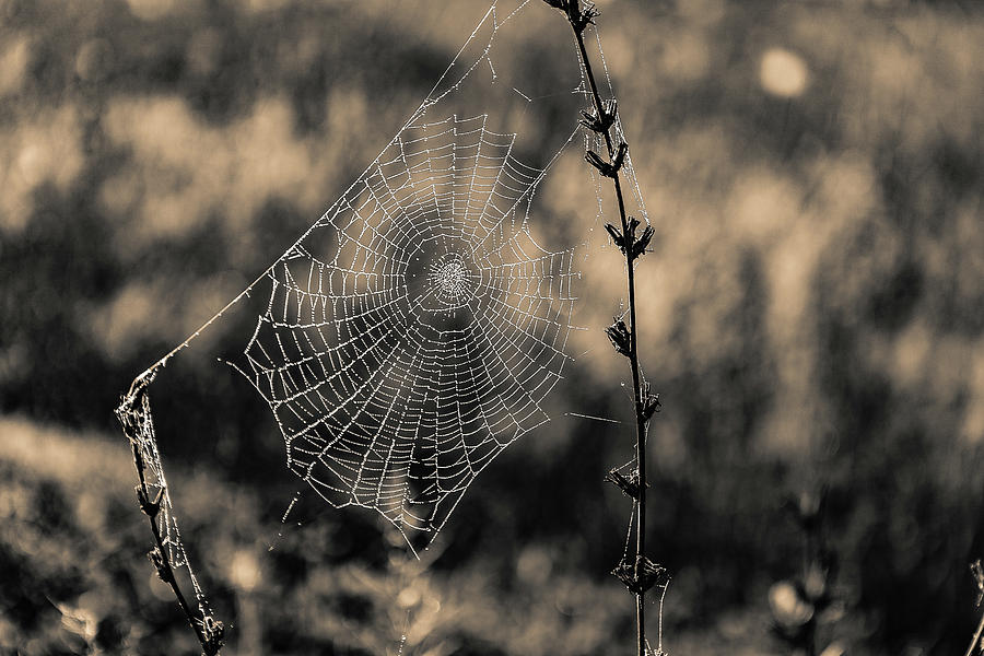Cobweb On A Branch With Blurred Background Photograph