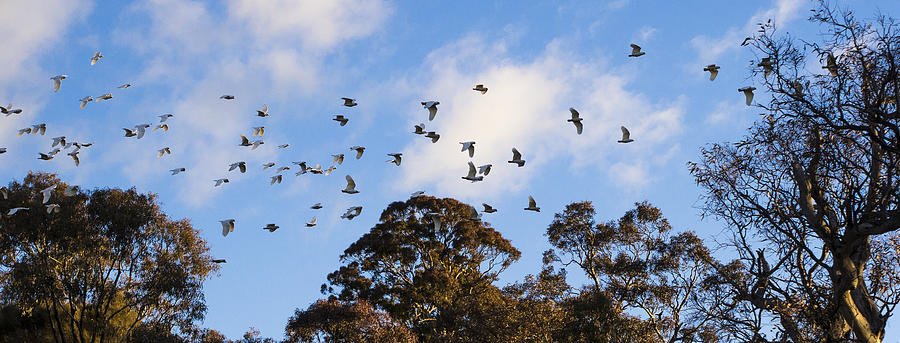 Cockatoos - Canberra - Australia #2 Photograph by Steven Ralser