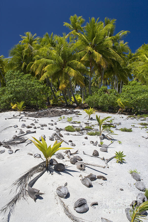 Coconut Palms On A Polynesian Beach #2 Photograph by Jean-Louis Klein & Marie-Luce Hubert