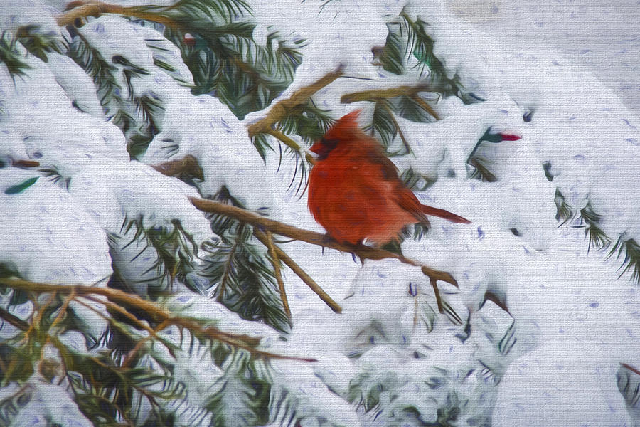 Cardinal Photograph - Cold Cardinal by Cathy Kovarik