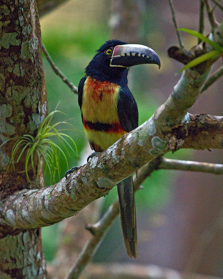 Nature Digital Art - Collared Aracari #2 by Larry Linton