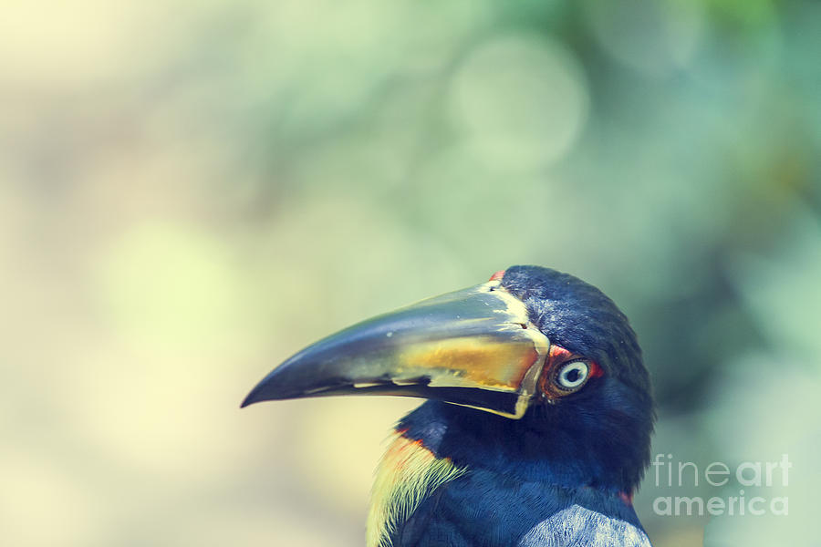 Toucan Photograph - Collared Aracari by Patricia Hofmeester
