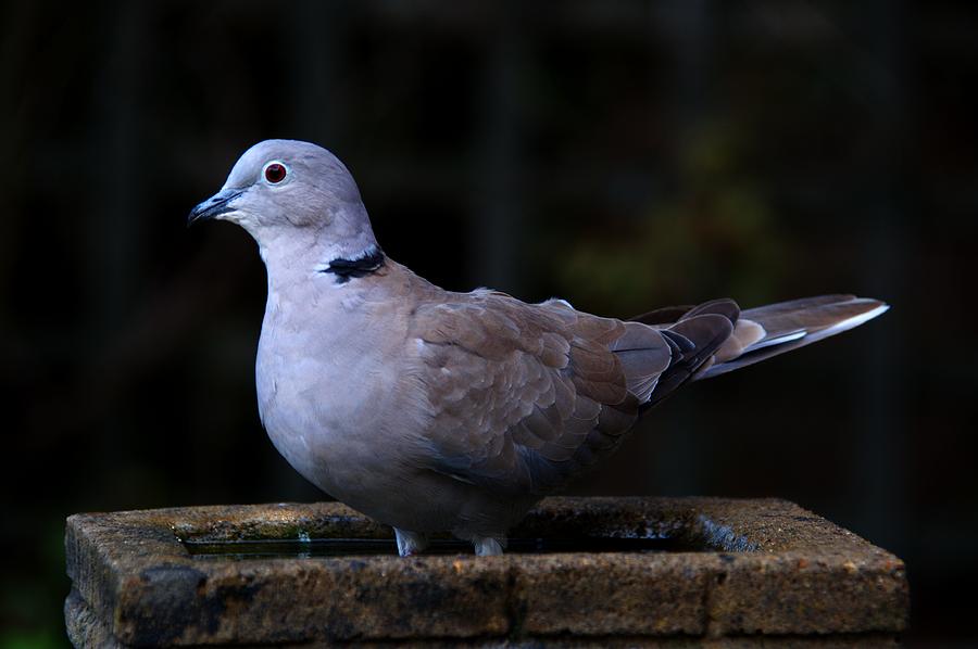 Collared Dove #2 Photograph by Chris Day