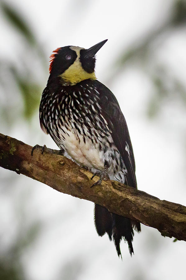 Colombian Acorn Woodpecker Alcazares Manizales #2 Photograph by Adam Rainoff