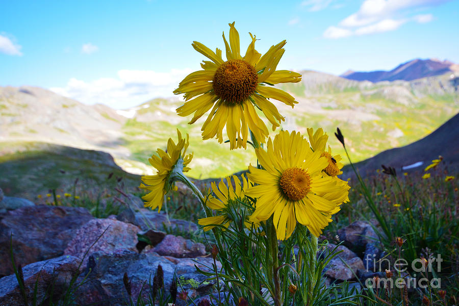 Colorado Wildflowers by Kate Avery Colorado Wildflowers by Kate Avery