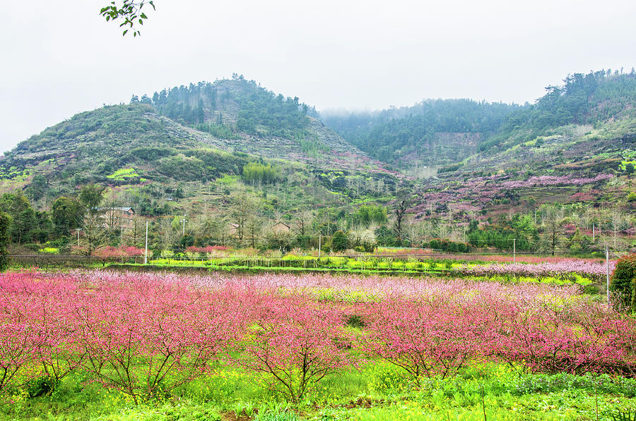 Colorful countryside scenery #2 Photograph by Carl Ning