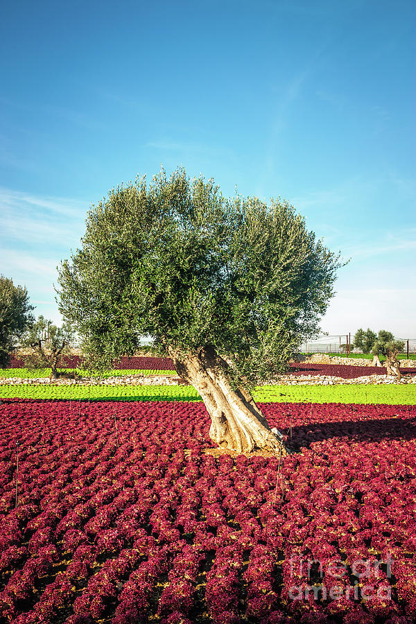 Colorful Landscape In Puglia Photograph