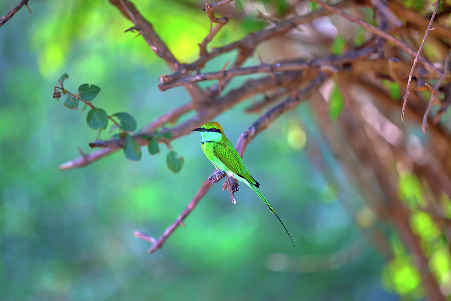 Colorful Little Green Bird Named Bee-eater Is Sitting On A Dry Twig #2 Photograph by Gina Koch