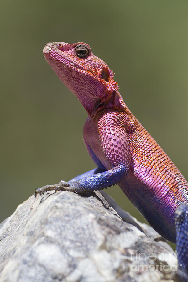 Colorful Rock Agama #2 Photograph by Bernd Rohrschneider