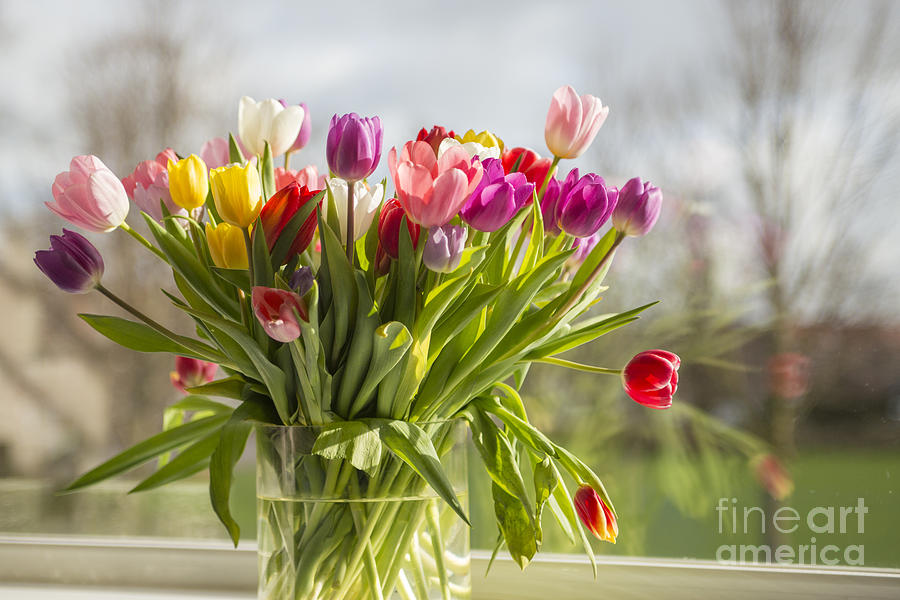 Colorful tulips in a vase Photograph by Patricia Hofmeester