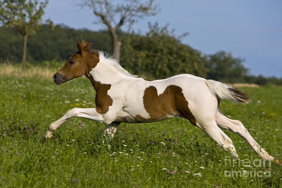 Horse Photograph - Colt Galloping In Meadow #2 by Jean-Louis Klein & Marie-Luce Hubert