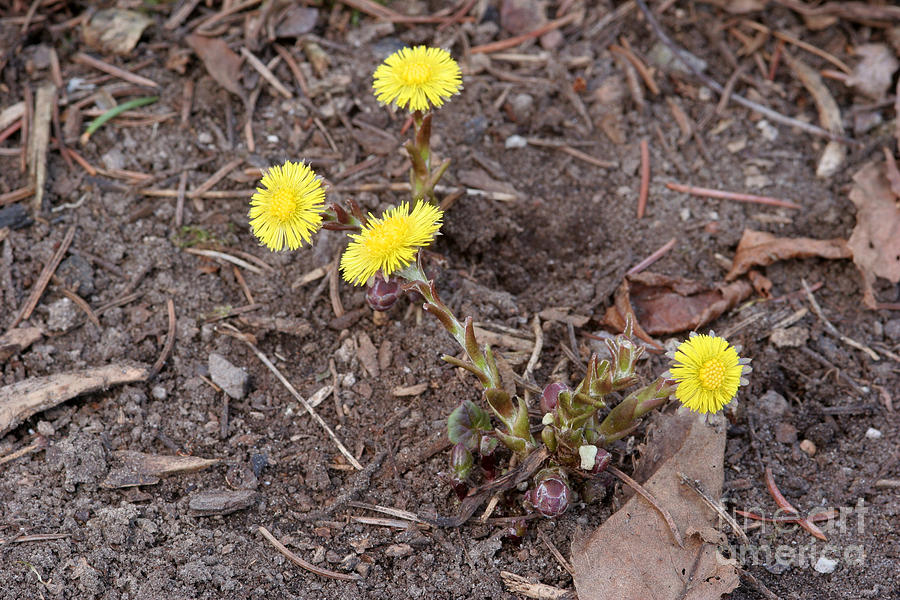 Coltsfoot Flower #2 Photograph by Ted Kinsman
