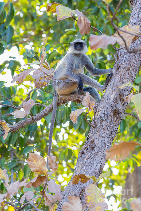 Common Indian Langur #2 Photograph by B. G. Thomson