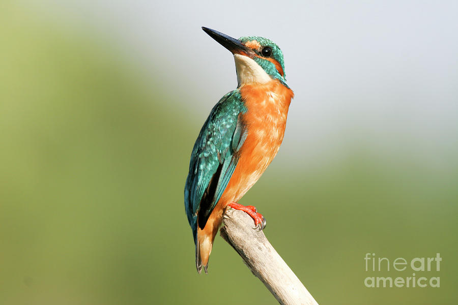 Kingfisher Photograph - Common Kingfisher Alcedo atthis #2 by Alon Meir