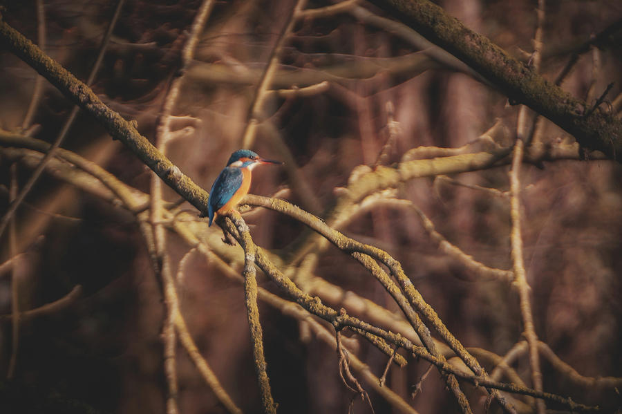 Common Kingfisher - Alcedo atthis #3 Photograph by Marc Braner