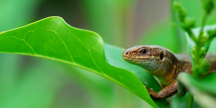 Common Lizard #2 Photograph by Gavin MacRae