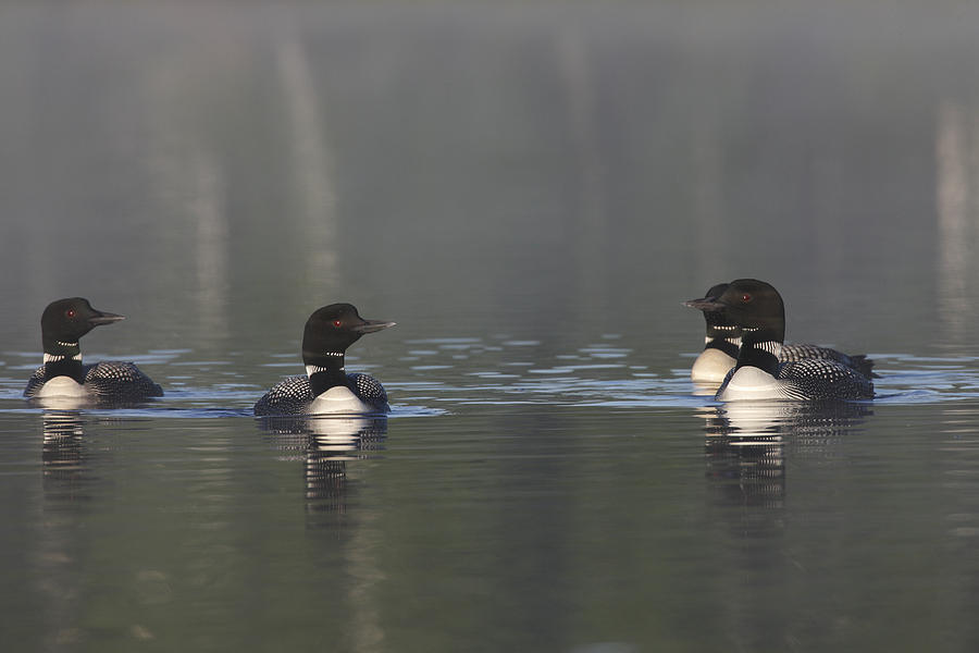 Common Loons on the water Photograph by Mark Wallner