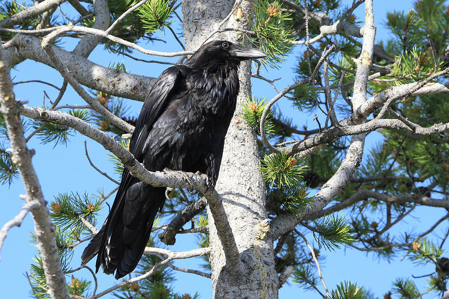 Common Raven Yellowstone USA #2 Photograph by Bob Savage