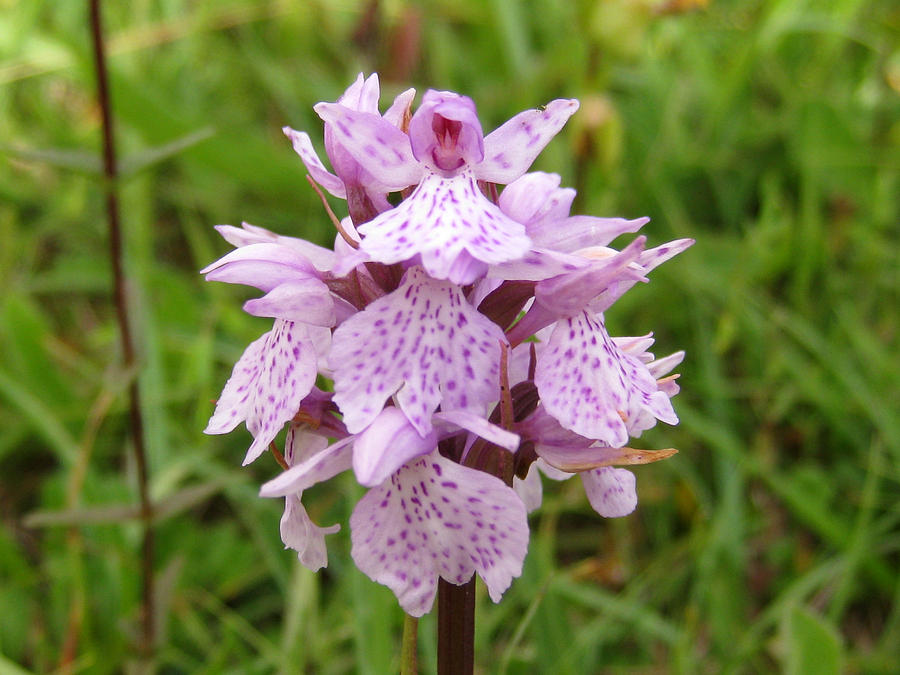 Common Spotted Orchid #2 Photograph by John Quinn