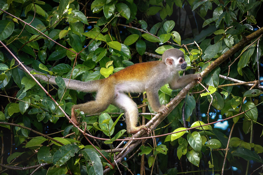 Common Squirrel Monkey La Macarena Colombia #2 Photograph by Adam Rainoff