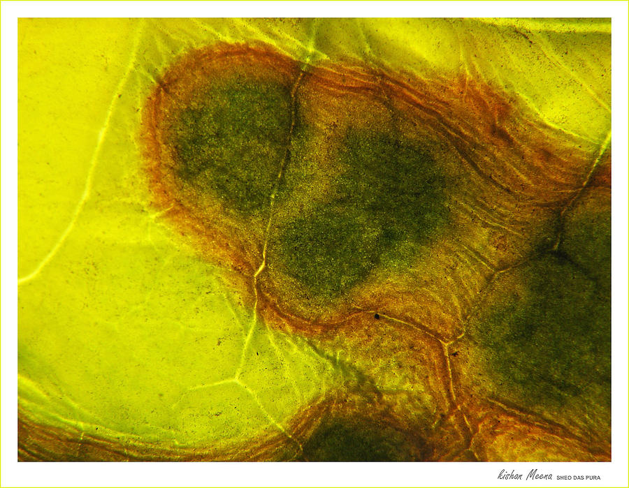 Leaf Photograph - Composition #2 by Kishan Meena