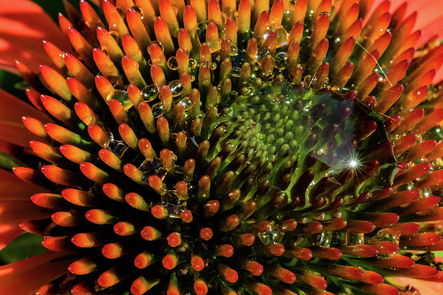Cone Flower #2 Photograph by Jay Stockhaus