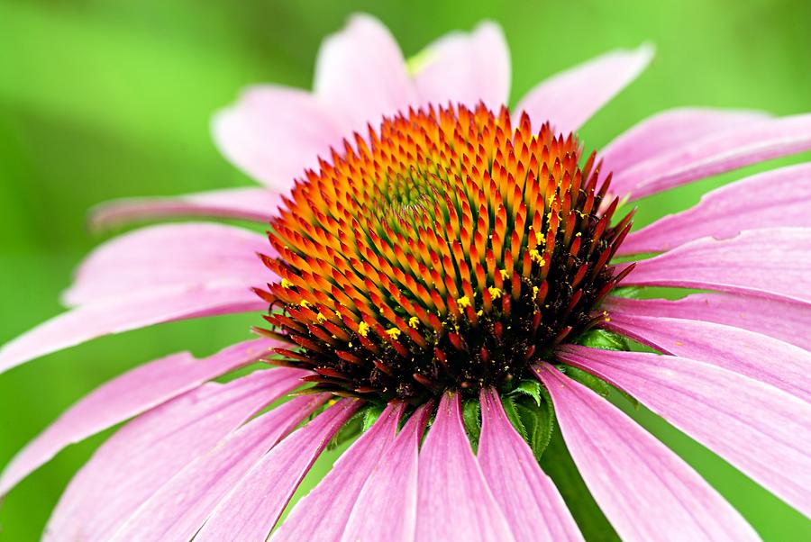 Cone Flower #2 Photograph by Larry Ricker