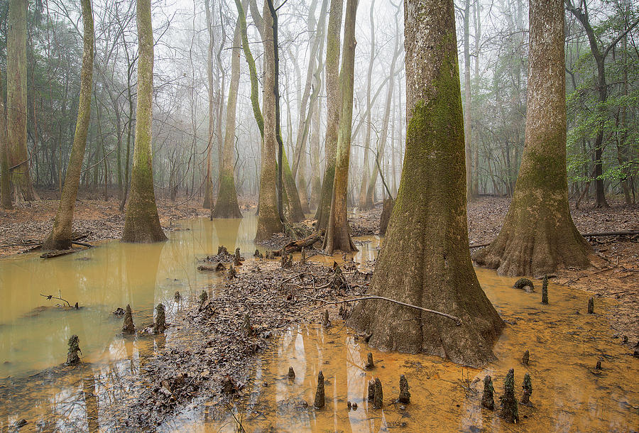 Congaree National Park Photograph - Congaree National Park #1 by Derek Thornton