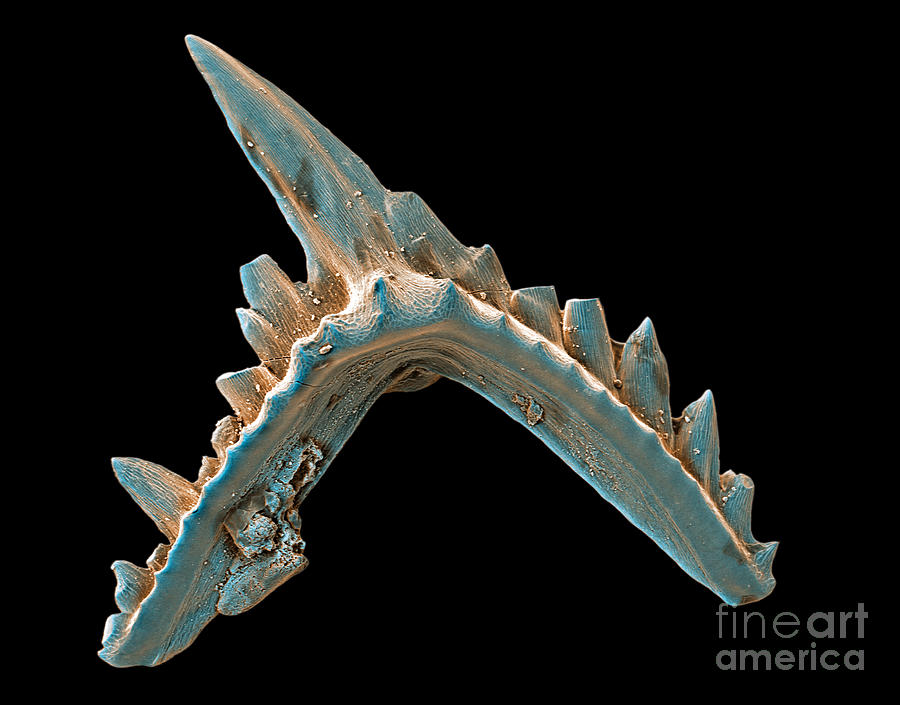 Conodont Tooth, Sem #2 Photograph by Ted Kinsman