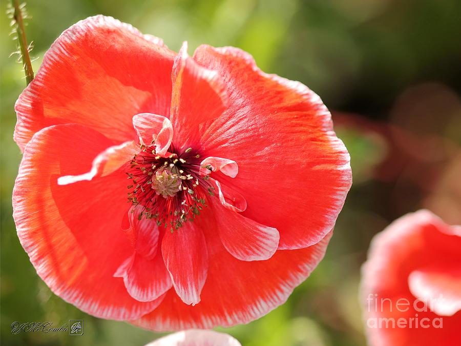 Coral Red and White Poppy from the Angels Choir Mix #3 Photograph by J McCombie