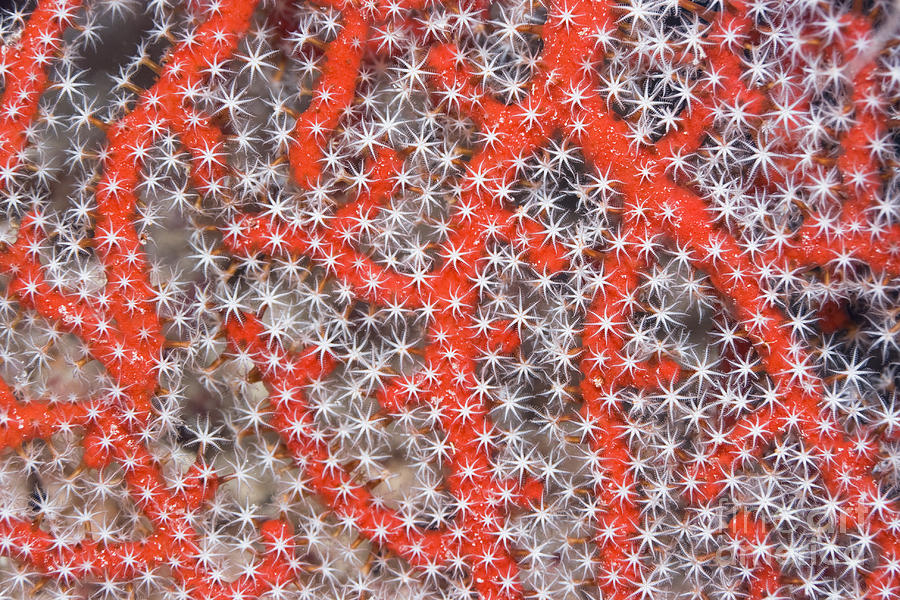 Nature Photograph - Coral texture #2 by MotHaiBaPhoto Prints