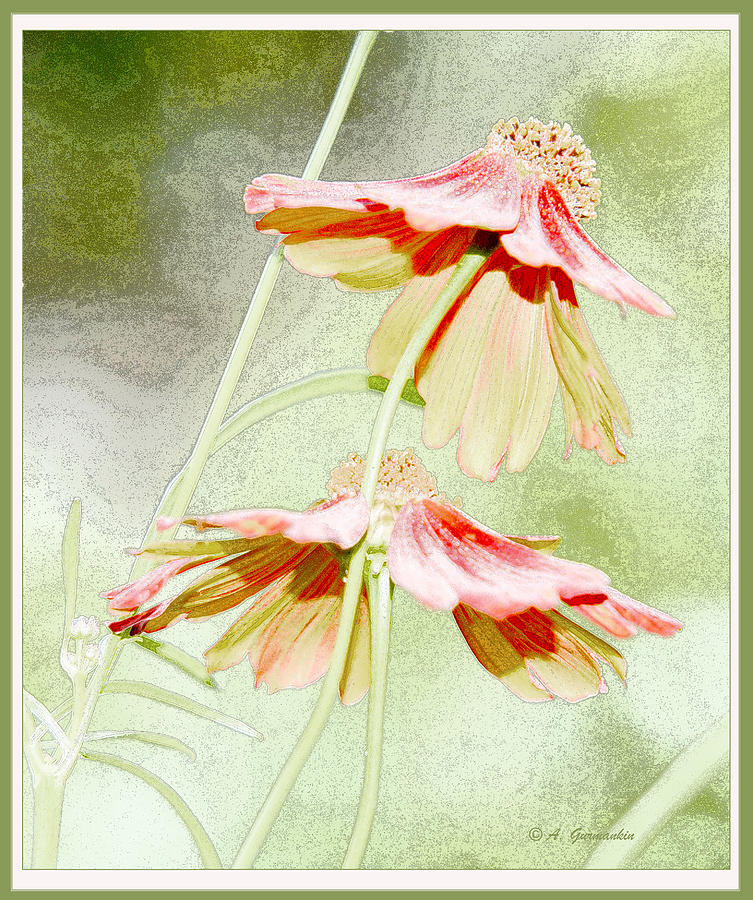 Coreopsis Flowers #2 Digital Art by A Macarthur Gurmankin