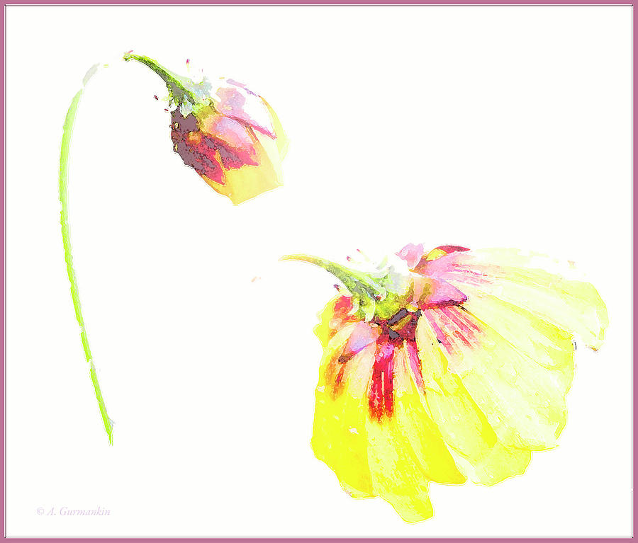 Coreopsis Flowers After a Rain #2 Digital Art by A Macarthur Gurmankin
