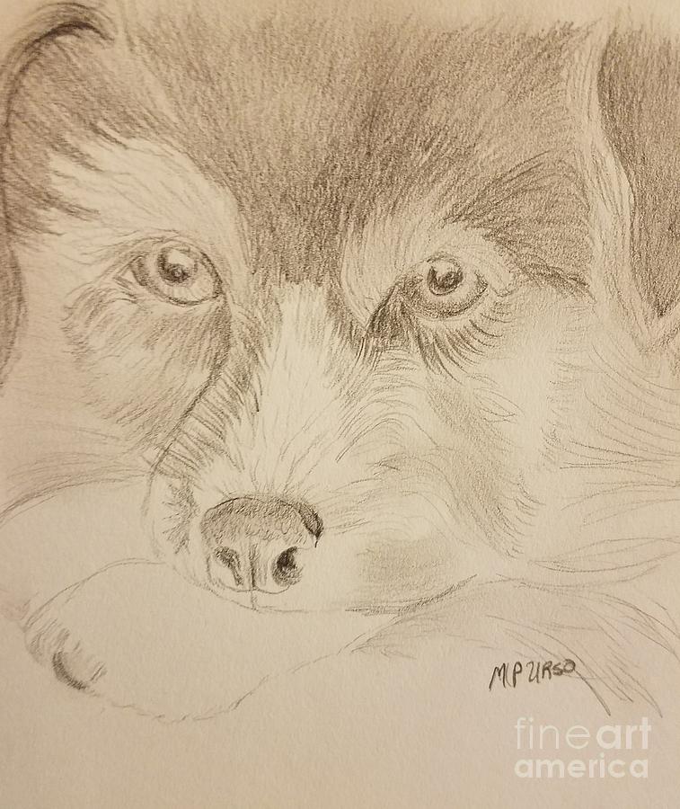 Corgi Pup #2 Drawing by Maria Urso