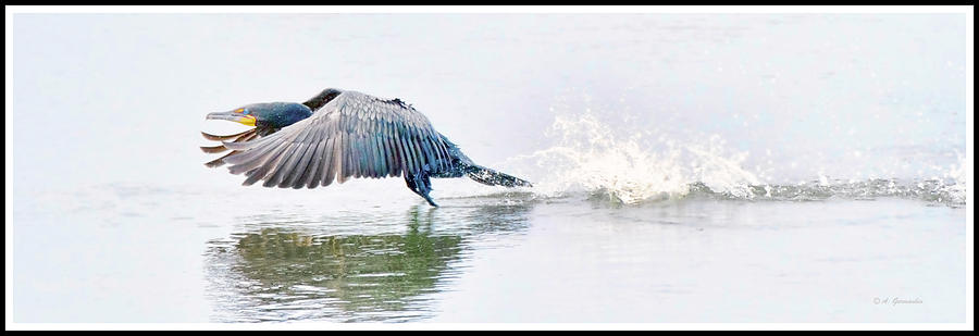 Cormorant Takes to Flight #2 Photograph by A Macarthur Gurmankin