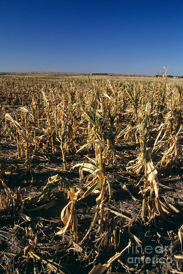 Corn Crop Failure #2 Photograph by Inga Spence