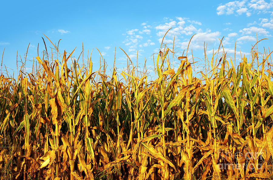 Corn Field #2 Photograph by Carlos Caetano