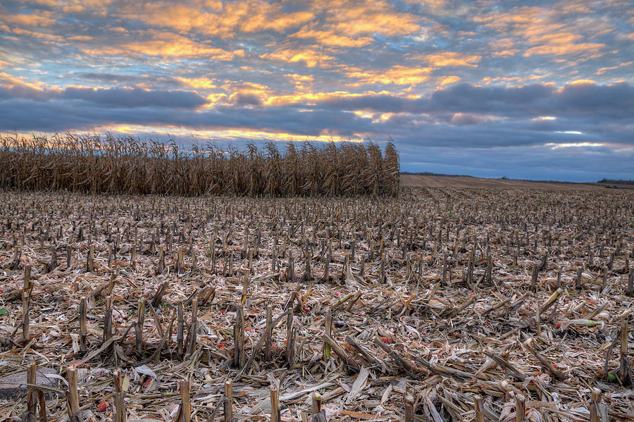 corn harvest field