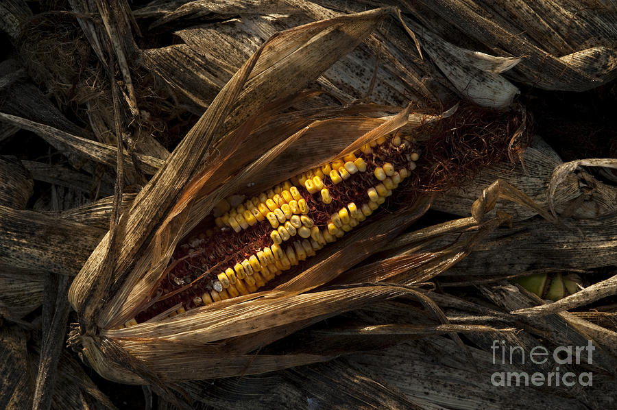 Corn in Compost Pile in Field #2 Photograph by Jim Corwin