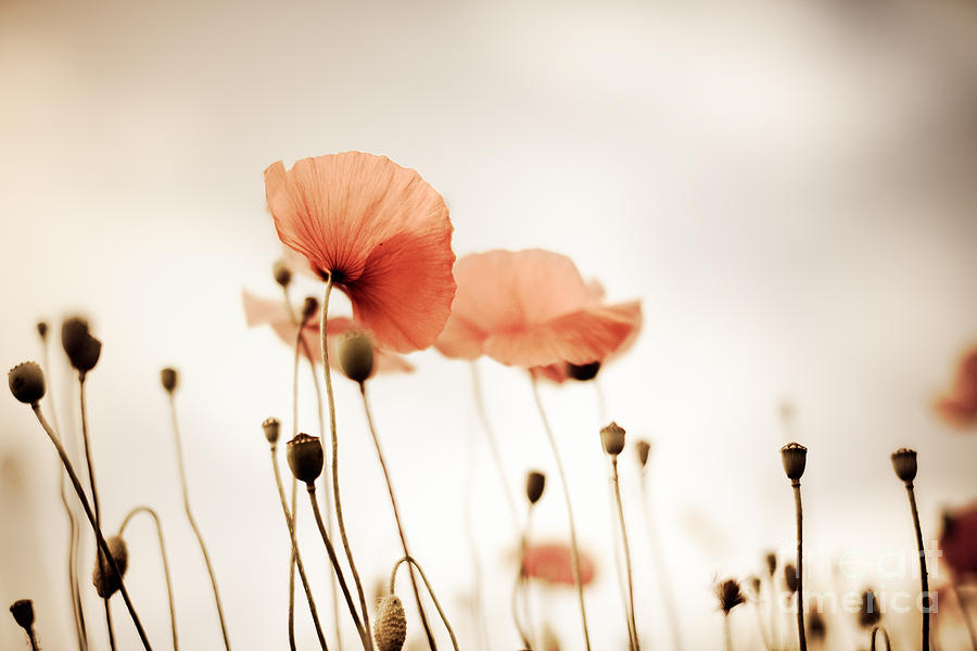 Poppy Photograph - Corn Poppy Flowers #2 by Nailia Schwarz