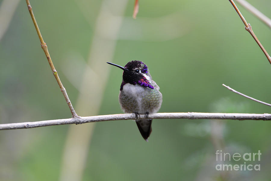 Costas Hummingbird #1 Photograph by Denise Bruchman