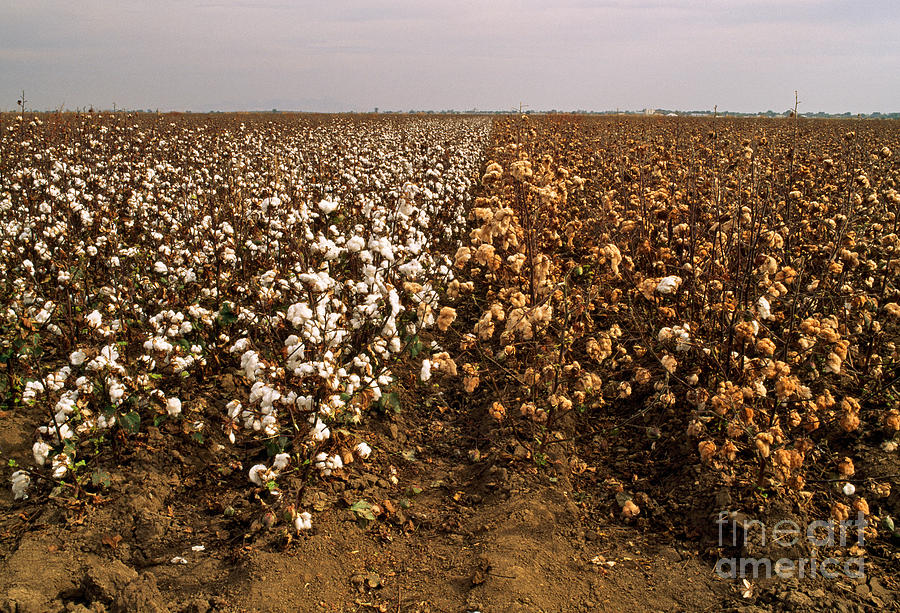 Cotton Field #2 Photograph by Inga Spence