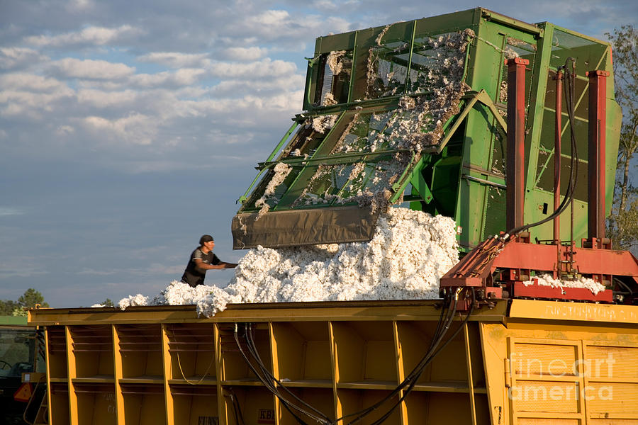 Cotton Harvest #2 Photograph by Inga Spence