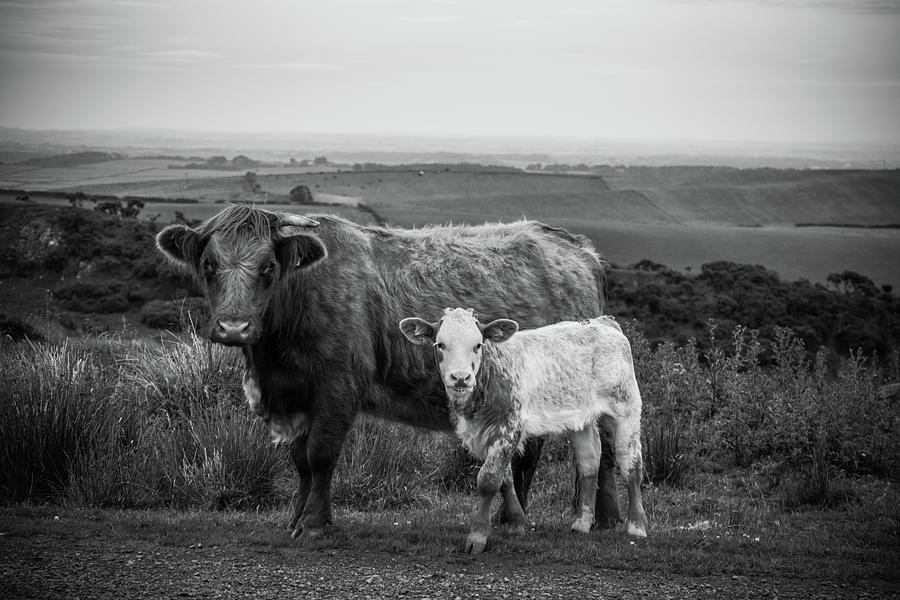 Animal Photograph - Couple a Coos #2 by Thomas Morrison